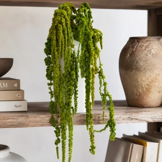 Preserved Amaranthus - Light Green