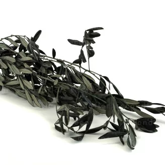 Preserved Olive Branch