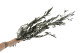 Preserved Olive Branch 3