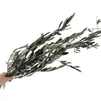 Preserved Olive Branch