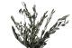 Preserved Olive Branch 7