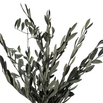 Preserved Olive Branch