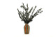 Preserved Olive Branch 4