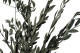 Preserved Olive Branch 8