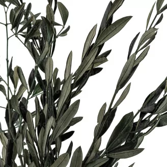 Preserved Olive Branch
