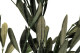 Preserved Olive Branch 2