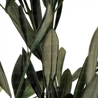 Preserved Olive Branch