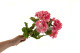Artificial Geranium Bush 3