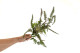 Artificial Mixed Fern Pick (set of 2) 3