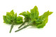 Artificial Pothos Leaf Bush (set of 3) 4