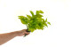 Artificial Pothos Leaf Bush (set of 3) 3