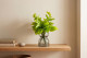 Artificial Pothos Leaf Bush (set of 3) 1