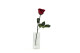 Preserved Red Rose on Stem - Retail Display (x12) 5
