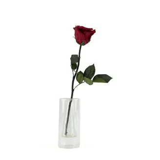 Preserved Red Rose on Stem - Retail Display (x12)