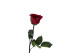 Preserved Red Rose on Stem - Retail Display (x12) 7