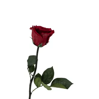 Preserved Red Rose on Stem - Retail Display (x12)
