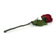 Preserved Red Rose on Stem - Retail Display (x12) 12