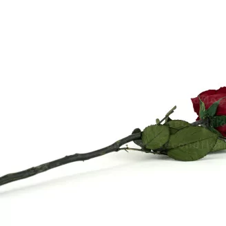 Preserved Red Rose on Stem - Retail Display (x12)
