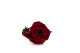 Preserved Red Rose on Stem - Retail Display (x12) 13
