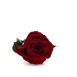 Preserved Red Rose on Stem - Retail Display (x12)