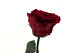 Preserved Red Rose on Stem - Retail Display (x12) 6