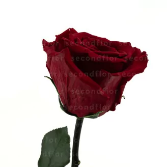 Preserved Red Rose on Stem - Retail Display (x12)