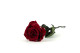 Preserved Red Rose on Stem - Retail Display (x12) 14