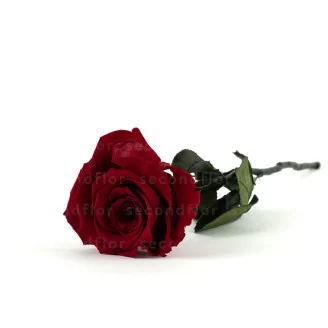 Preserved Red Rose on Stem - Retail Display (x12)