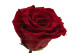 Preserved Red Rose on Stem - Retail Display (x12) 3