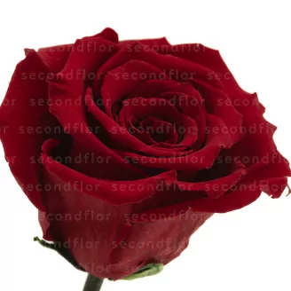 Preserved Red Rose on Stem - Retail Display (x12)