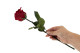 Preserved Red Rose on Stem - Retail Display (x12) 4