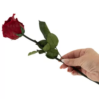 Preserved Red Rose on Stem - Retail Display (x12)