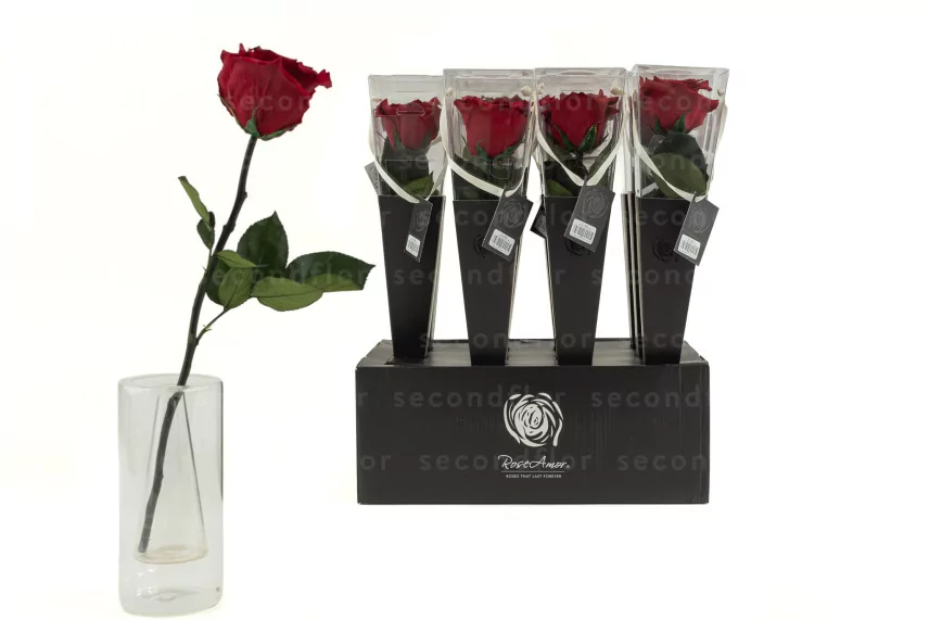 Preserved Red Rose on Stem - Retail Display (x12)