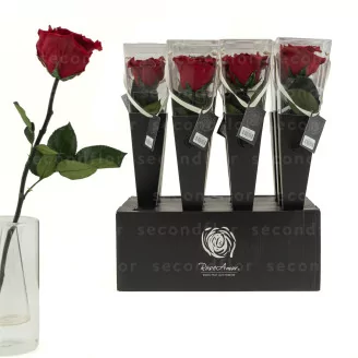 Preserved Red Rose on Stem - Retail Display (x12)
