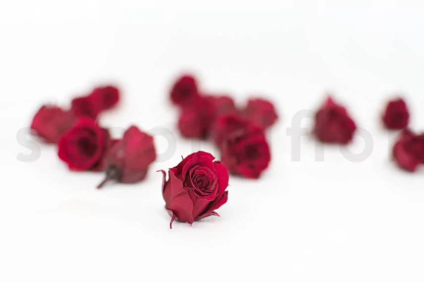Preserved Princess Rose S Burgundy (set of 16)