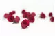 Preserved Princess Rose S Burgundy (set of 16) 1
