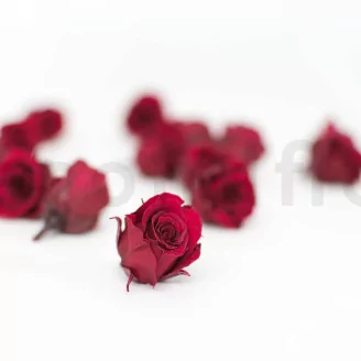 Preserved Princess Rose S Burgundy (set of 16)