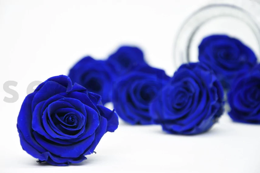 Preserved Rose L Ocean Blue (set of 8)