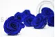 Preserved Rose L Ocean Blue (set of 8) 1