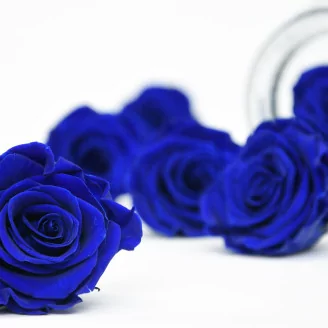Preserved Rose L Ocean Blue (set of 8)