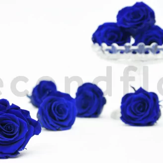 Preserved Rose L Ocean Blue (set of 8)