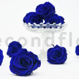 Preserved Rose L Ocean Blue (set of 8)