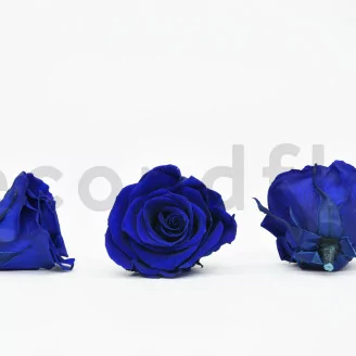 Preserved Rose L Ocean Blue (set of 8)