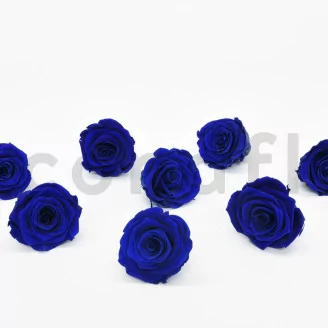 Preserved Rose L Ocean Blue (set of 8)