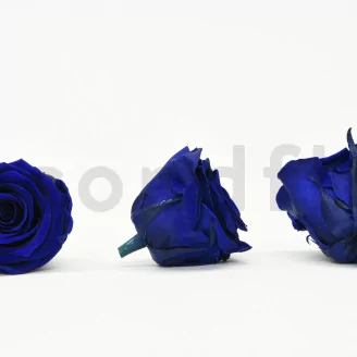 Preserved Rose XL Ocean Blue (set of 6)