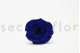 Preserved Rose XL Ocean Blue (set of 6) 5