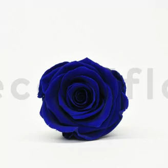 Preserved Rose XL Ocean Blue (set of 6)