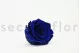 Preserved Rose XL Ocean Blue (set of 6) 6