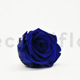 Preserved Rose XL Ocean Blue (set of 6)