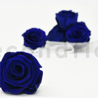 Preserved Rose XL Ocean Blue (set of 6)